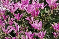 Magnolia (tulpenboom, beverboom)