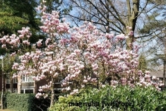 Magnolia-wit-roze