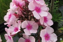 Phloxpaniculata