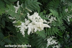 SORBARIA-SORBIFOLIA