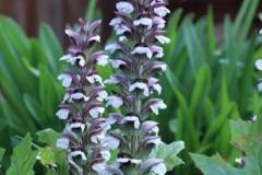 acanthus