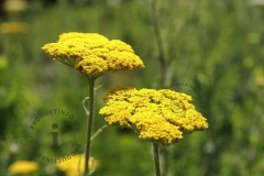 achillea-filipendulina-cloth-of-gold