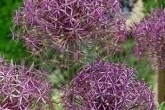 allium-christophi