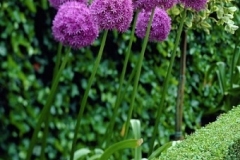 Allium giganteum