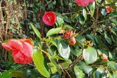 camelia