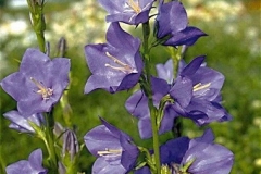 campanula_pers_blue