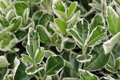 euonymus-fortunei-kardinaalsmuts