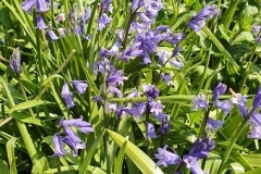 hyacinthoides-hispanica (boshyacint)
