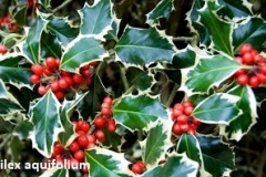 ilex-aquifolium- (hulst-bontblad)