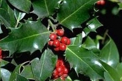 ilex-aquifolium (hulst-groenblad)