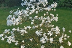 magnolia-stellata