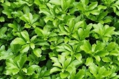 pachysandra