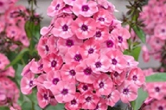 phlox-maculata
