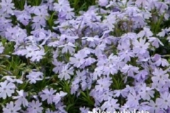 phlox_subulata_benita_vlambloem_kruipende_vlambloem_flox_kruipphlox_p9