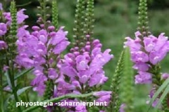 physostegia (scharnierbloem)