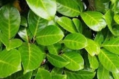 prunus-laurocerasus-laurier