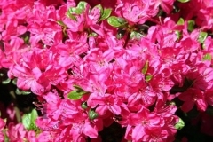 rhododendron-azalea-kermesina-roze