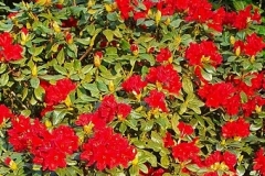 rhododendron-azalea-mollis-rood