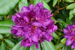rododendron-paars