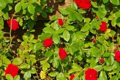 rosarium-rood (klimroos)