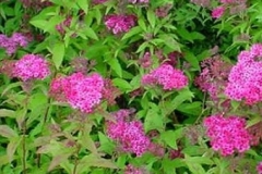 spiraea_japonica_‘anthony_waterer’_-_spierstruik