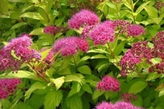 spirea-bumalda