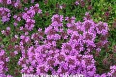 thymus_praecox_purple_beauty_kruiptijm_kleine_tijm