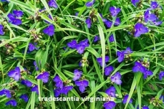 tradescantia-viginiana (mozes-in-het-biezen-mandje)