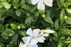 vinca-minor-alba (maagdenpalm)