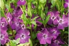 vinca-minor-paars (maagdenpalm)