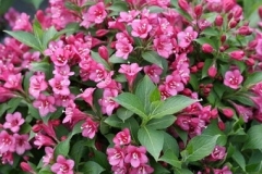 weigelia