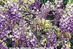 wisteria-sinensis-blauwe-regen